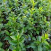 Ligustrum Ovalifolium