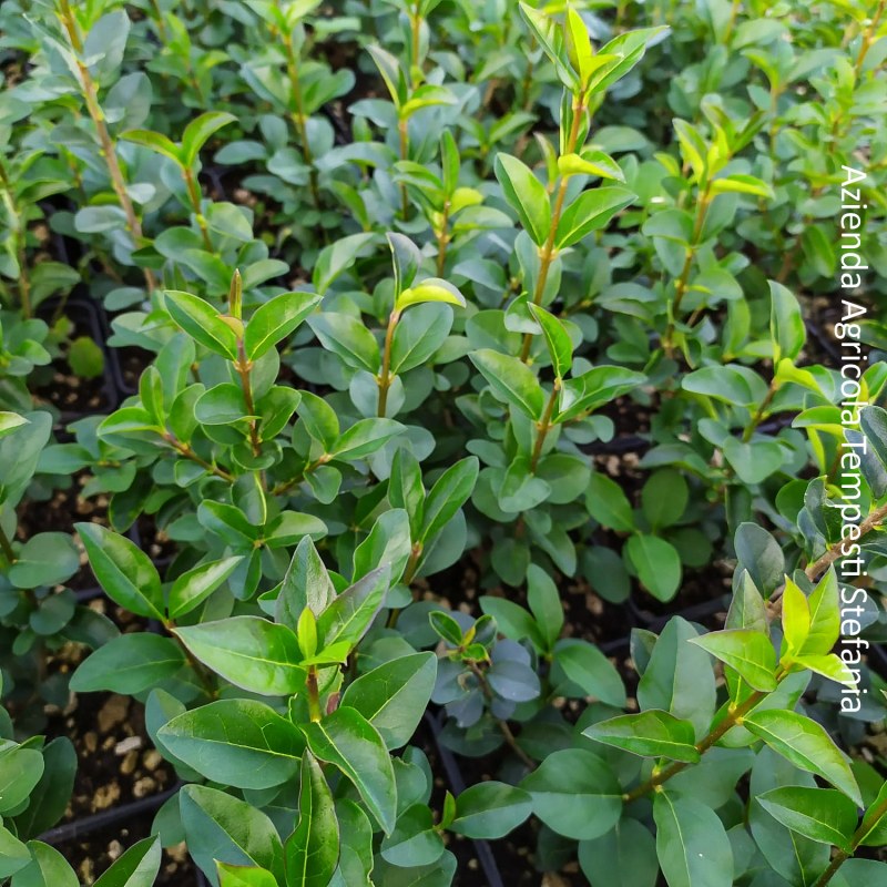 Ligustrum Ovalifolium