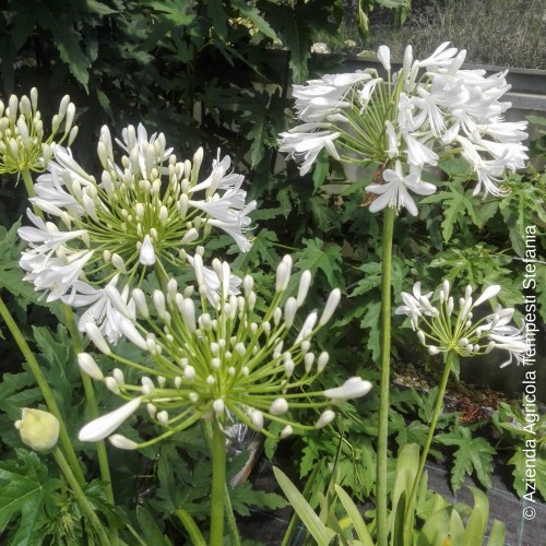 Agapanthus Bianco - altezza 40-60 cm, vaso 18
