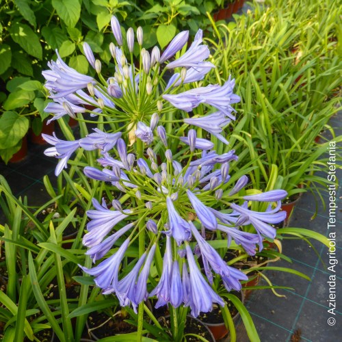 Agapanthus Blu - altezza 40-60 cm, vaso 18