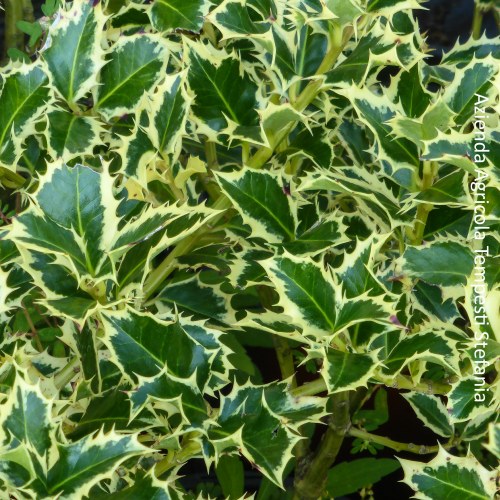 Agrifoglio Variegato