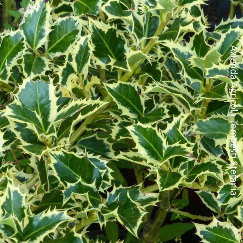 Agrifoglio Variegato