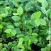 Carpinus Betulus