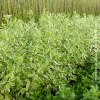 1 Cornus Alba Elegantissima
