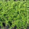 Cotoneaster Salicifolius repens