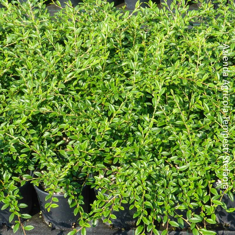 Cotoneaster Salicifolius repens
