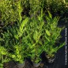 Cupressocyparis leylandii