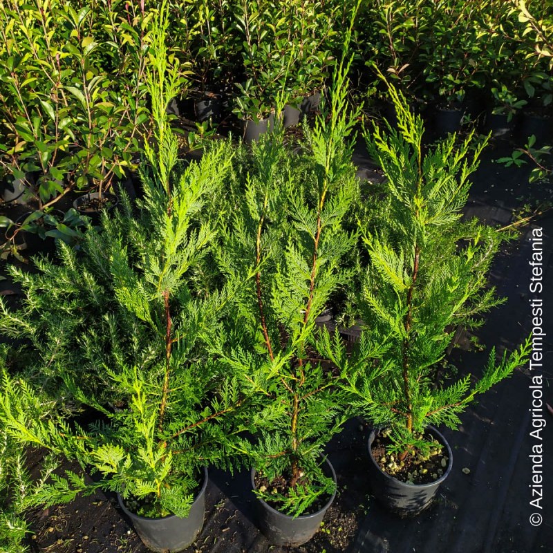 Cupressocyparis leylandii