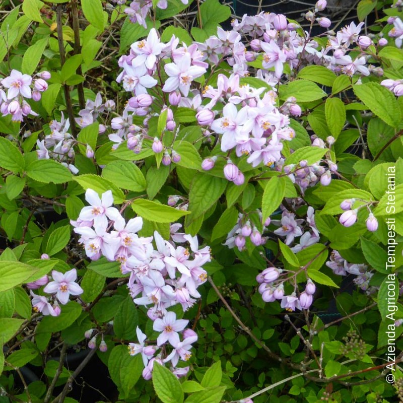 Deutzia MontRose