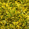 Euonymus Variegato