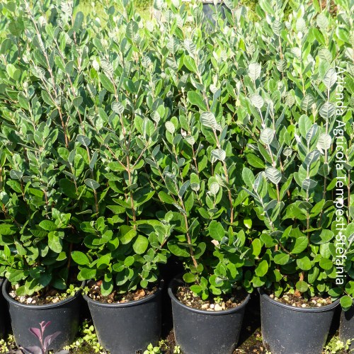 Feijoa Sellowiana- altezza 40-60 cm, vaso 16