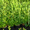 Forsythia Linwood