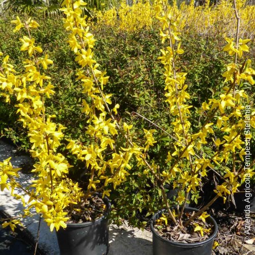 Forsythia Linwood - altezza 60-80 cm, vaso 16