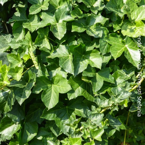 Hedera Hibernica