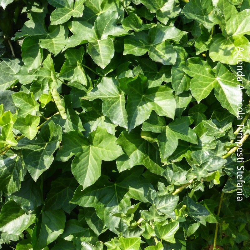 Hedera Hibernica