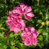 Hibiscus Syriacus French Cabaret Red