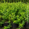 Hypericum Hidcote