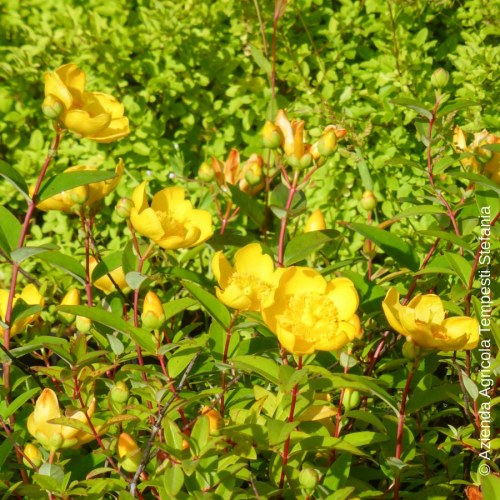 Hypericum Hidcote - altezza 40-60 cm, vaso 18