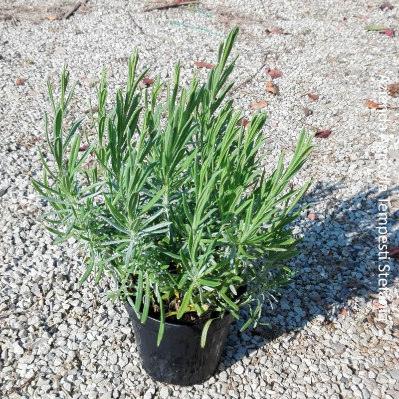 Lavandula Angustifolia