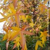Liquidambar Styraciflua