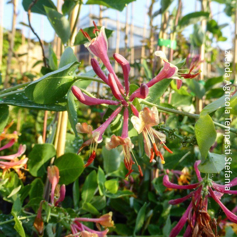 Lonicera Heckrottii Goldflame