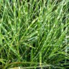 Miscanthus Zebrinus