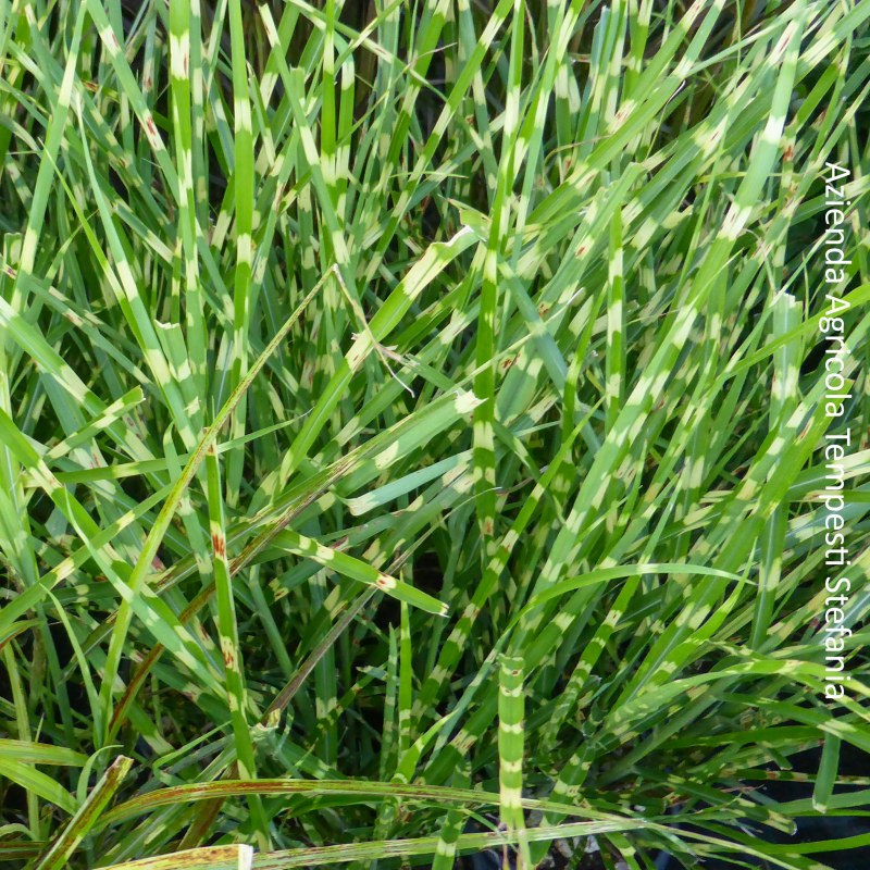 Miscanthus Zebrinus