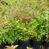 Nandina Domestica