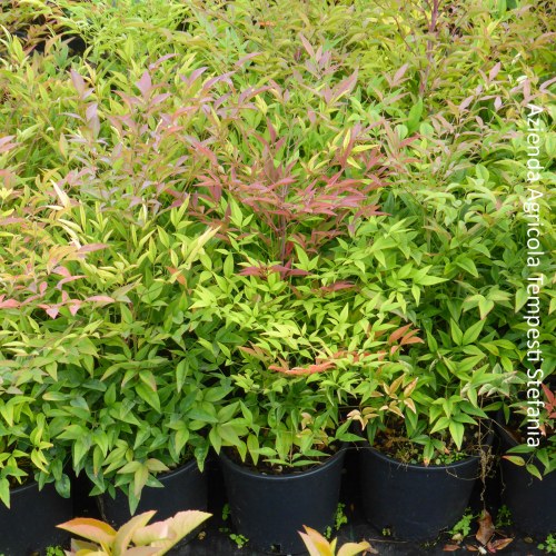Nandina Domestica