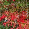 Nandina Domestica