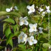 philadelphus starbright