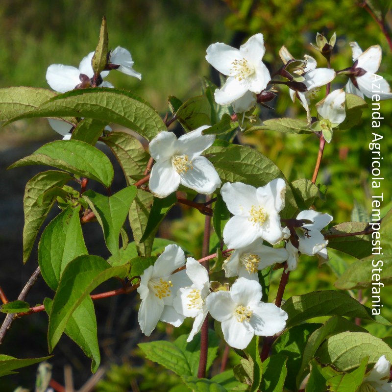 philadelphus starbright