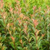 Photinia Compacta Carrè Rouge
