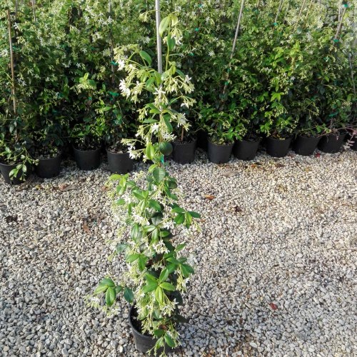 Rhyncospermum Jasminoides - altezza 100-120 cm, vaso 16