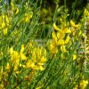 Spartium Junceum