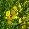 Spartium Junceum