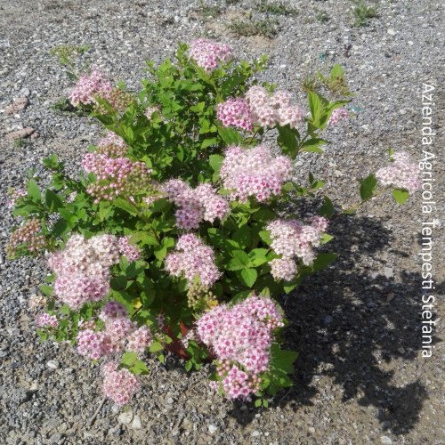 Spirea Little Princess - altezza 20-30 cm, vaso 16