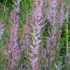 Tamarix Gallica