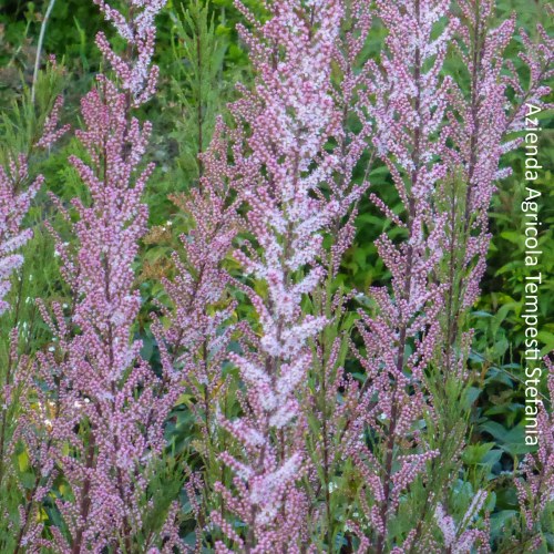 Tamarix gallica - altezza 80-100 cm, vaso 16