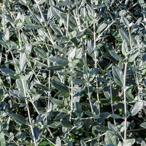 Teucrium Fruticans - altezza 40-60 cm, vaso 18