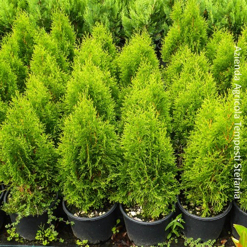 Thuja Smaragd- altezza 40-60 cm, vaso 18