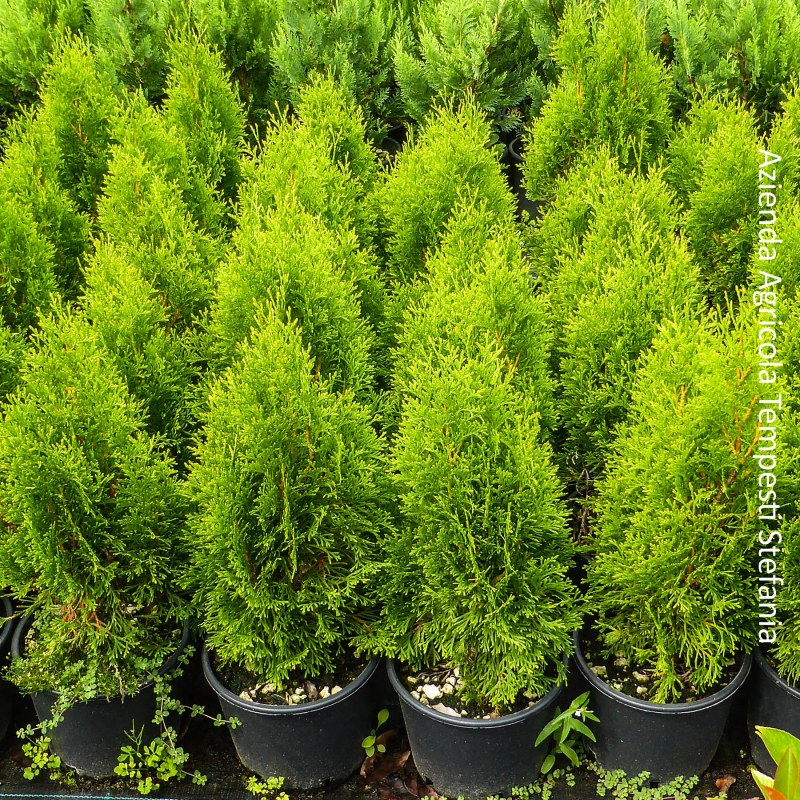 Thuja Occidentalis Smaragd
