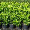 Viburnum Lucidum
