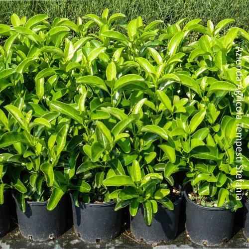 Viburnum Lucidum - altezza 50-70 cm, vaso 18