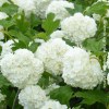 Viburnum Opulus Roseum