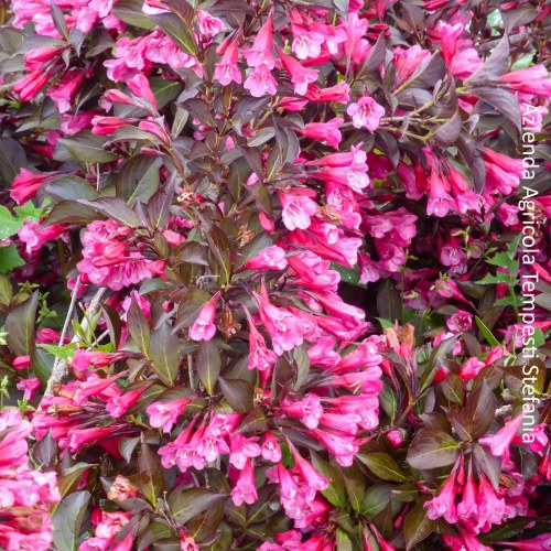 Weigela Florida - altezza 30-40 cm, vaso 13