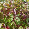 cornus alba baton rouge