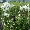 Philadelphus Snowbelle