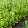 Philadelphus Snowbelle
