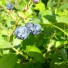Mirtillo 'Blue Crop'